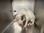 Adopt FRANZ a American Staffordshire Terrier, Mixed Breed