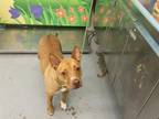 Adopt FREDDY MERCURY a American Staffordshire Terrier
