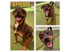 Adopt JO a Rottweiler