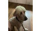 Adopt BRODY a Poodle
