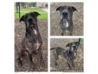 Adopt CODY a Catahoula Leopard Dog