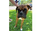 Adopt Elwood (HW+) (In Foster) a Boxer, Mixed Breed