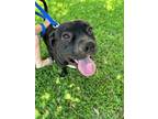 Adopt Jake (in foster) a Pit Bull Terrier, Mixed Breed