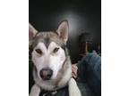 Adopt DIESEL a Alaskan Malamute