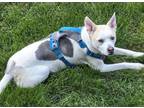 Adopt COLT a Siberian Husky, Pit Bull Terrier