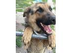 Adopt BOWIE a German Shepherd Dog