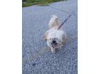 Adopt OSITO a Shih Tzu