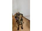 Adopt YOSHI a Labrador Retriever, Mixed Breed