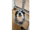 Adopt BUCK a German Shepherd Dog, Alaskan Malamute