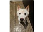 Adopt Niko a Shiba Inu