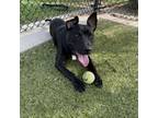 Adopt Howard a Pit Bull Terrier, Labrador Retriever
