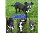 Adopt CAESAR ~ $0 ADOPTION FEE!! a Mixed Breed