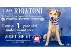 Adopt Rigatoni a Shepherd, Cattle Dog