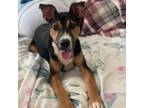 Adopt Danny a Boxer