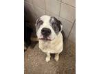 Adopt Rex a Pit Bull Terrier