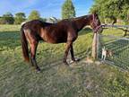 Adopt Nuclear Cam (Nuke) a Standardbred
