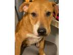 Adopt Mikey a Yellow Labrador Retriever