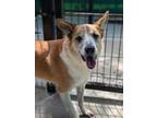 Adopt Coco 798-20 a Labrador Retriever, Mixed Breed