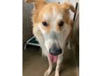 Adopt Troy a Collie