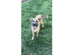 Adopt Kevin a Anatolian Shepherd