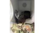 Adopt Michael a Domestic Short Hair