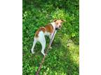 Adopt Petey a Terrier, Mixed Breed