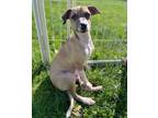 Adopt Duke a Terrier, Mixed Breed