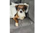 Adopt Fluffy a Terrier, Mixed Breed