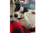 Adopt Bruce a Labrador Retriever