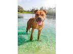 Adopt Howlite a Black Mouth Cur