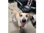 Adopt Sandstone a Australian Cattle Dog / Blue Heeler, Mixed Breed