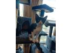 Adopt Pita a Tuxedo