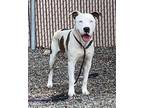 Adopt PEDRO a American Staffordshire Terrier