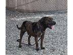 Adopt FRECKLES a American Staffordshire Terrier