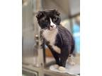 Adopt BERNIE a Domestic Short Hair