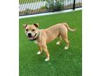 Adopt LARRY a Boxer, Pit Bull Terrier