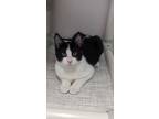 Adopt Archie a Domestic Short Hair