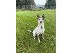 Adopt Maverick a Australian Cattle Dog / Blue Heeler