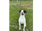 Adopt Victor a Pit Bull Terrier, Hound