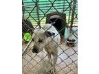 Adopt Chester a Pit Bull Terrier