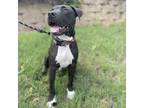 Adopt Chase a Pit Bull Terrier