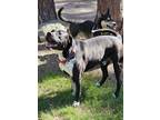 Adopt Pepi a Australian Shepherd, Pit Bull Terrier