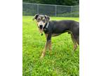 Adopt Vinnie a Doberman Pinscher, Mixed Breed