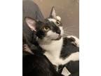 Adopt Oliver a Domestic Short Hair
