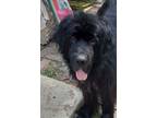Adopt Magnus a Newfoundland Dog