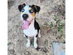 Adopt Kylo (BAC-A-1849) a Terrier, Husky
