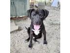Adopt Shilo (BAC-A-1852) a Pit Bull Terrier, Terrier