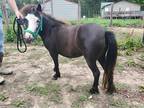 Black Mini mare