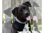 Australian Shepherd Mix DOG FOR ADOPTION RGADN-1088070 - DRAX - Australian