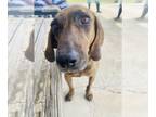 Plott Hound Mix DOG FOR ADOPTION RGADN-1088460 - Slick - Plott Hound / Mixed Dog